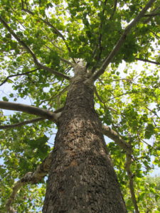 Sycamore Camouflage Bark