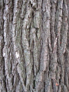 Red Oak Bark