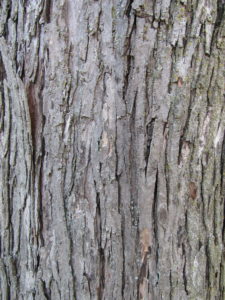 Silver Maple Bark
