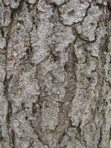 Ohio Buckeye Bark