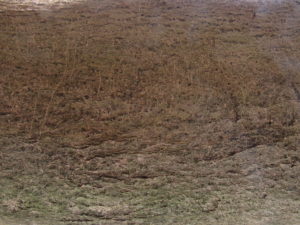 Holly Bark (prob)