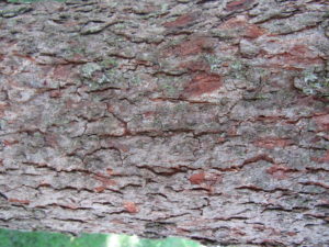 Redbud Bark (Prob)