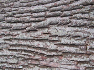 Basswood Bark?