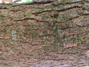 Dogwood bark?