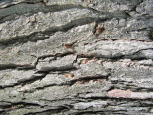 KY Coffee Tree bark?