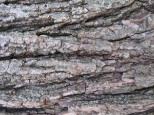 Catalpa Tree?