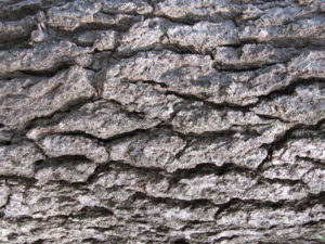 Black Gum Bark Black Gum Bark