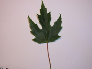 Silver Maple Leaf