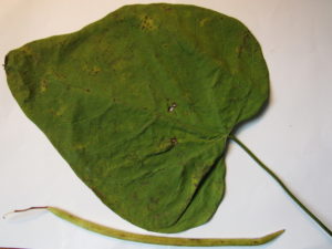 Catalpa Leaf and Fruit