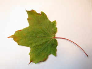 Sugar Maple Leaf