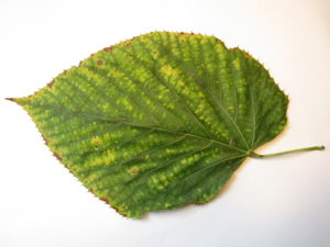 American Basswood Leaf