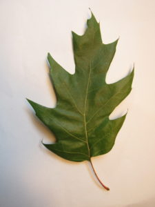 Red Oak Leaf