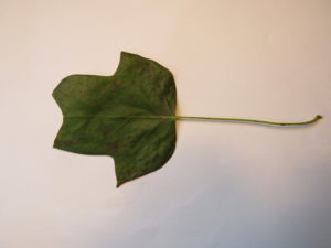 Tulip Tree Leaf