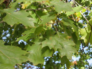 Red Oak Green Leaves