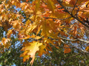 Red Oak Fall leaves