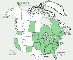 Silver Maple Distribution