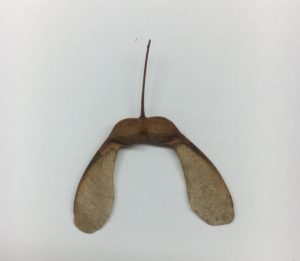 Sugar maple Fruits