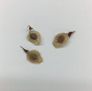 American Elm Fruits American Elm Fruits