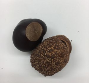 Ohio Buckeye Fruit