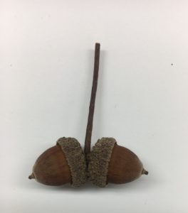 Swamp White Oak Acorns