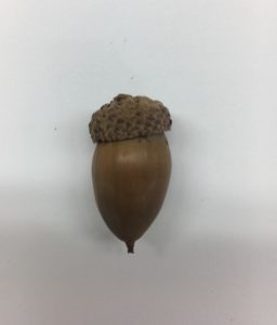 White oak acorns