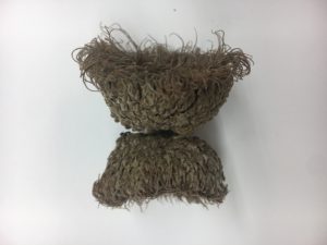 Bur oak Acorn Caps