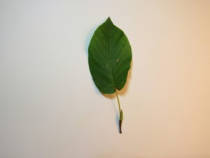 Serviceberry