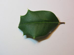 American Holly