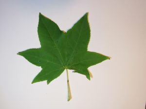 Sweet Gum Leaf Sweet Gum Leaf