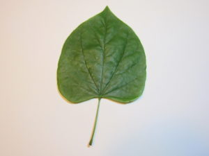Redbud Leaf