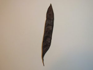 Redbud Fruit