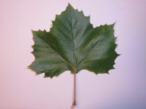 Sycamore Leaf