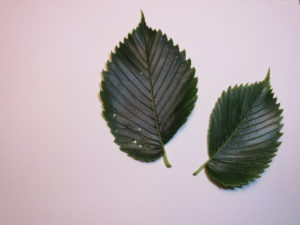 American Elm Leaves American Elm Leaves