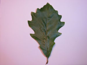 Bur Oak Leaf