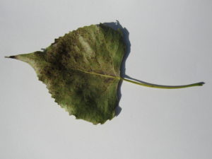 Cottonwood Leaf Cottonwood Leaf