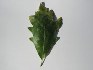 Swamp White Oak Leaf
