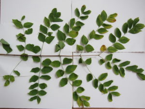 Kentucky Coffee Tree one leaf