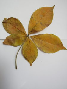 Ohio Buckeye Compound Leaf