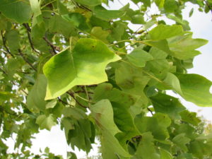 Tulip Tree leaves