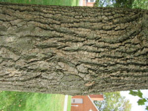 Tulip Tree Bark (prob)