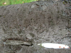 Sugar Maple bark