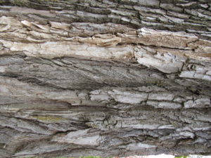Cottonwood bark Cottonwood bark
