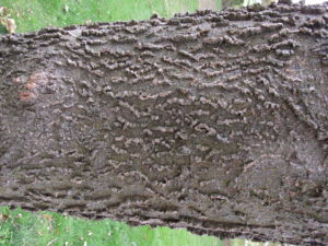 Hackberry bark