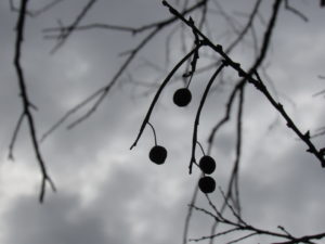 Hackberry fruits