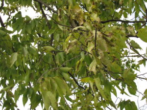 Hackberry leaves
