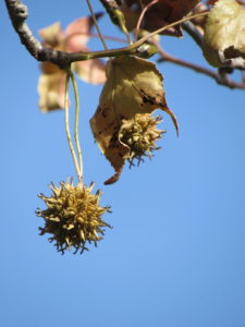 Sweet Gum Fruit Sweet Gum Fruit