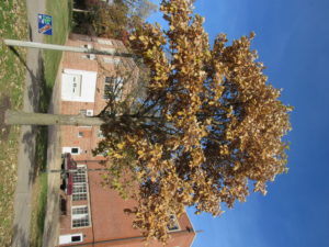 Bur Oak Fall
