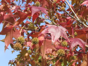 Sweet Gum Fall leaves and Fruits Sweet Gum Fall leaves and Fruits