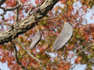 Kentucky Coffee Tree Fruit