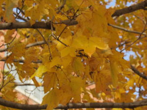 Sugar Maple